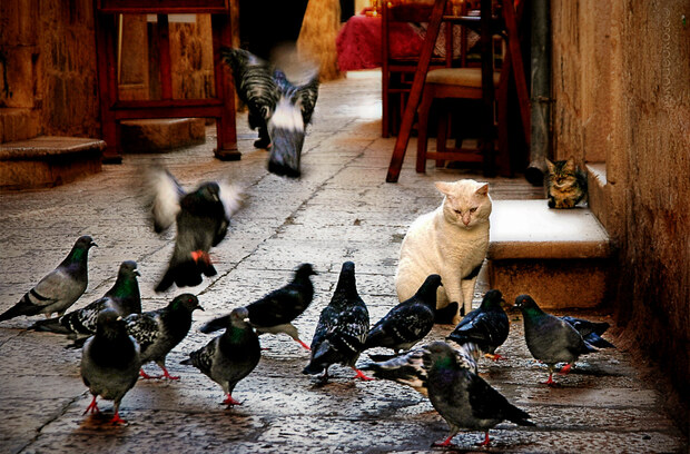 Cat Among Pigeons, Rodeorose